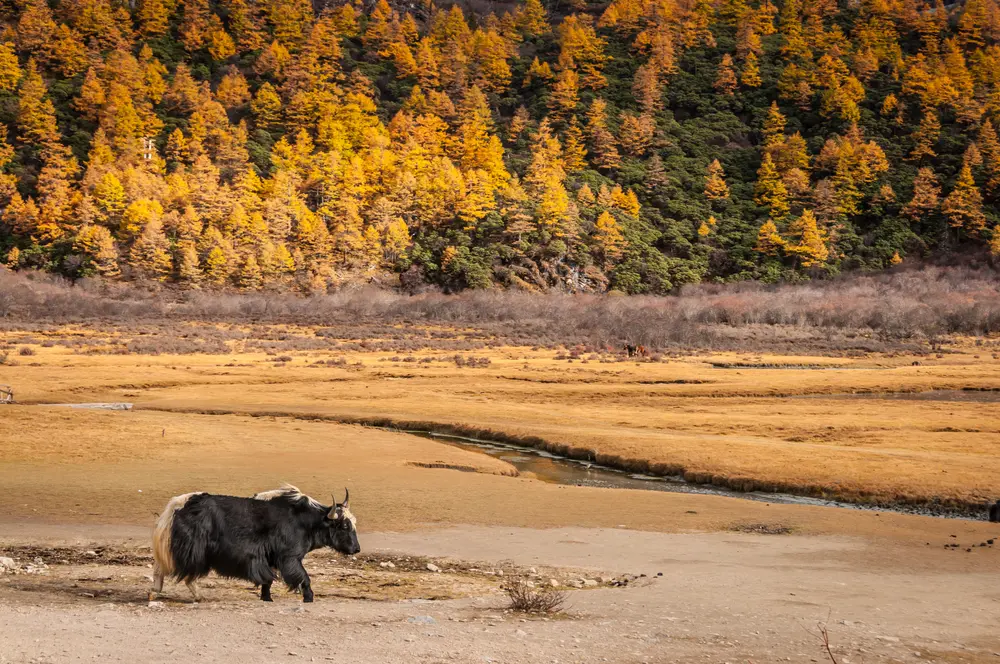 亞丁自然保護區