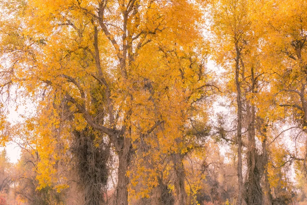 塔里木胡楊林公園